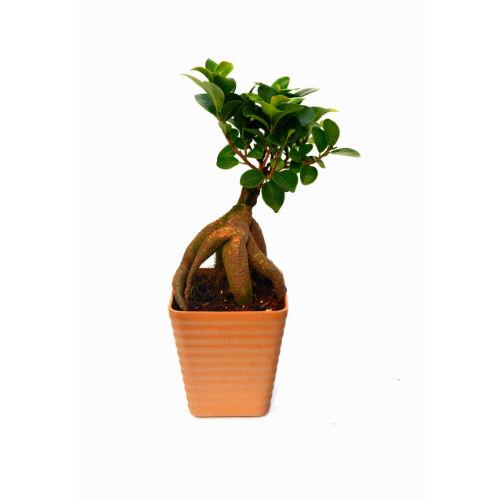 Ficus 2 year old Plant