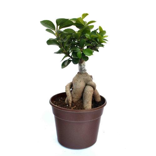 Grafted Ficus 3 year old Plant
