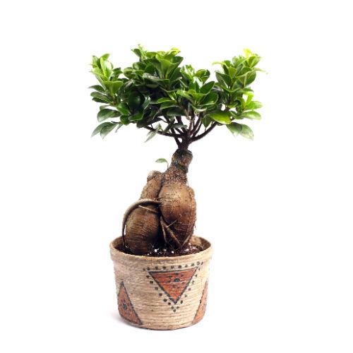 Ficus Grafted 4 year Plant