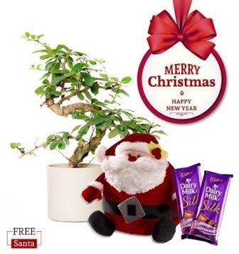Nurturing Green S Shape Carmona Bonsai Plant Christmas Combo with Free Santa 
