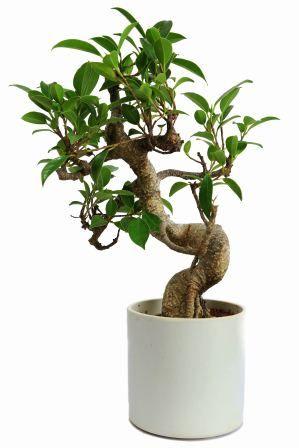 Nurturing Green S Shape Ficus 3 years Old Plant