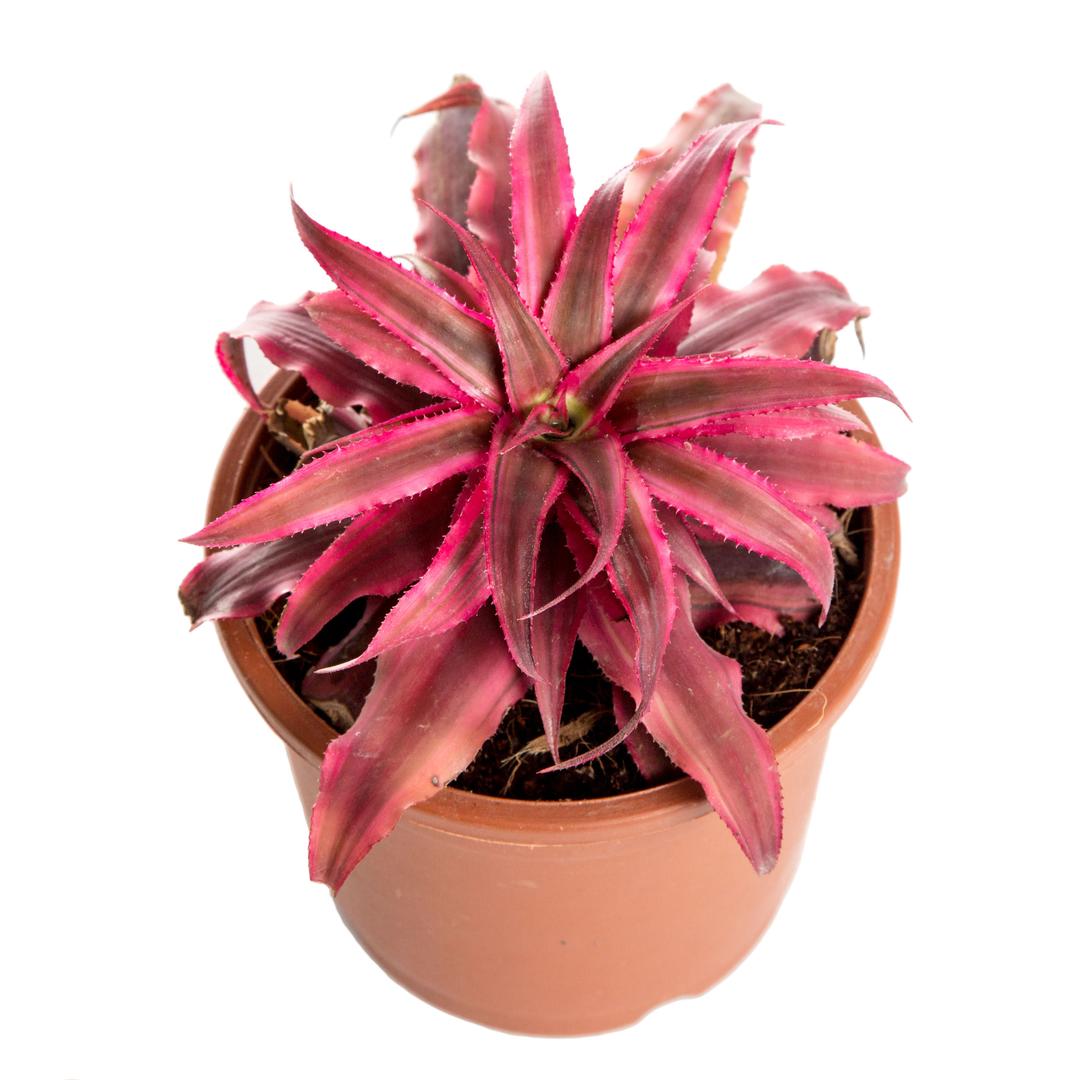 Indoor Plant cryptanthus