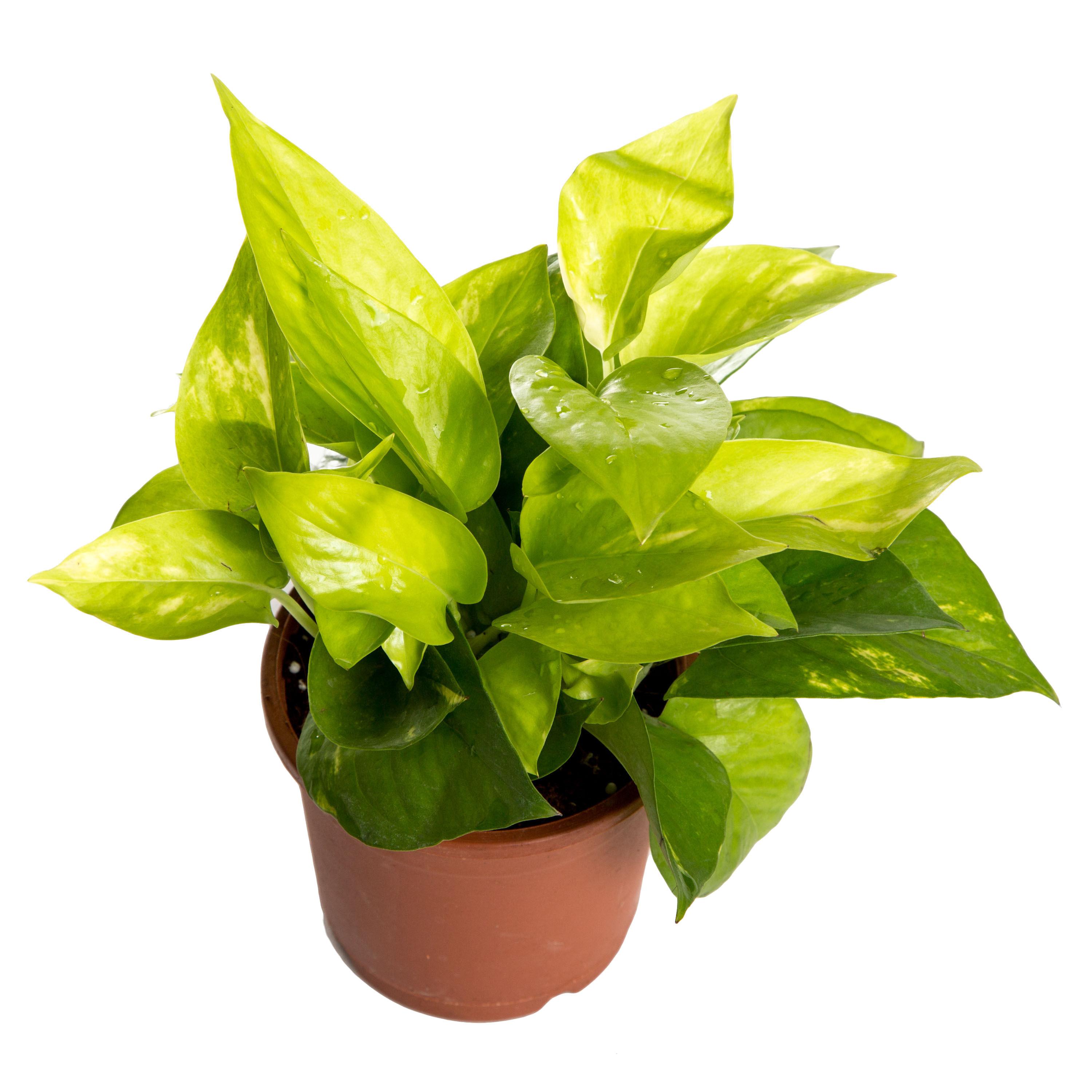 Nurturing Green Indoor Plant Golden Pothos Plastic Pot