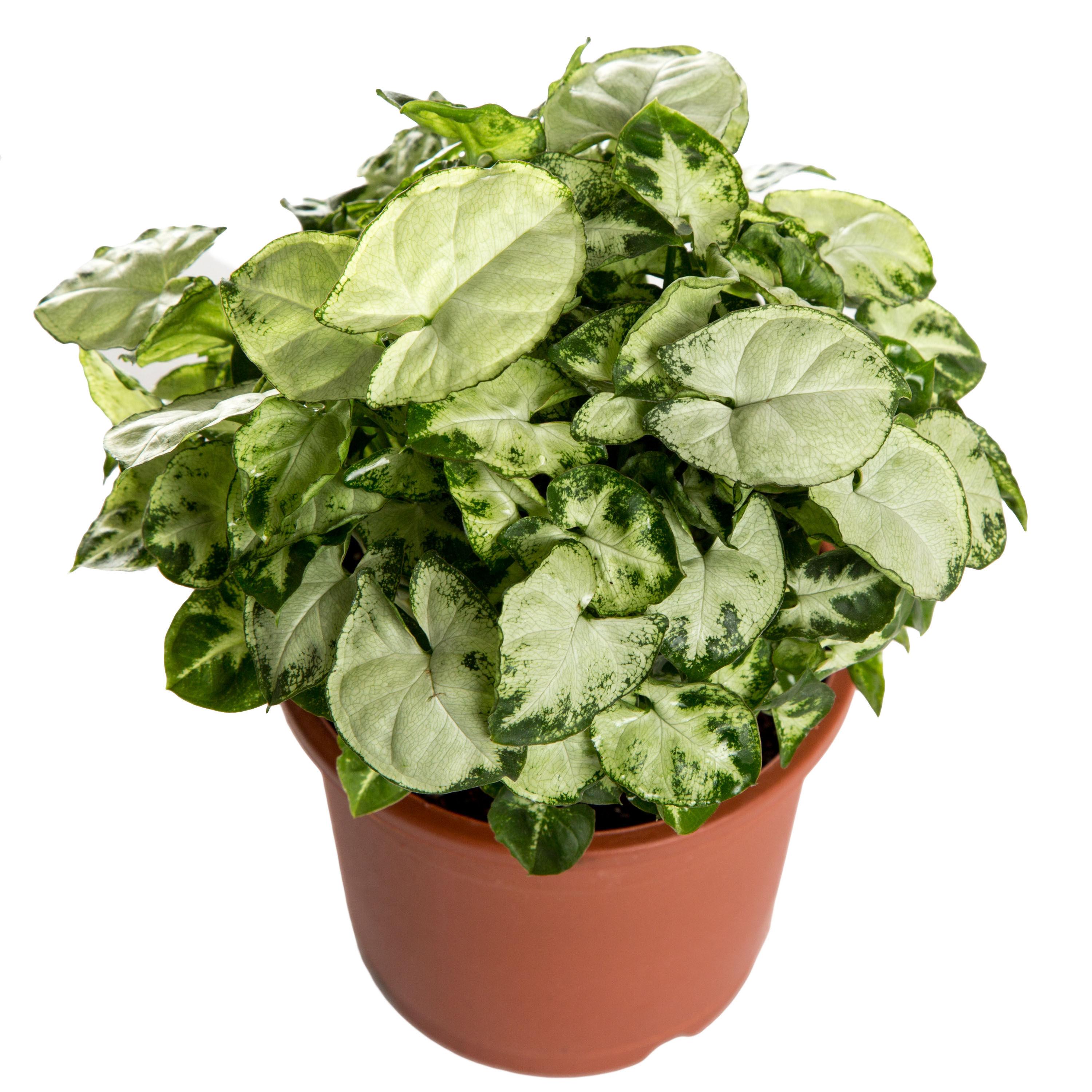 Nurturing Green Indoor Plant L&L Syngonium Chilli