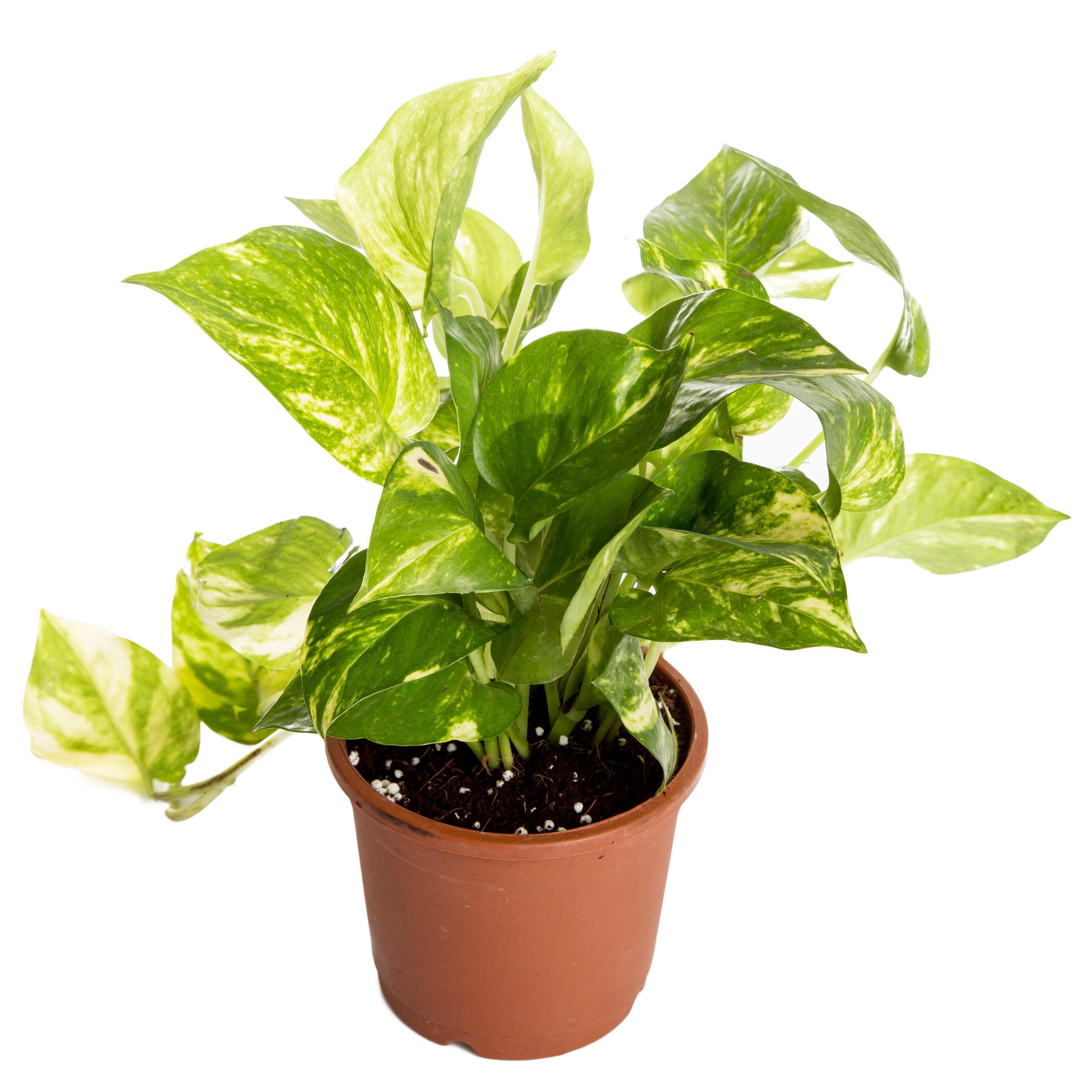 Nurturing Green Indoor Hybrid Money Plant 