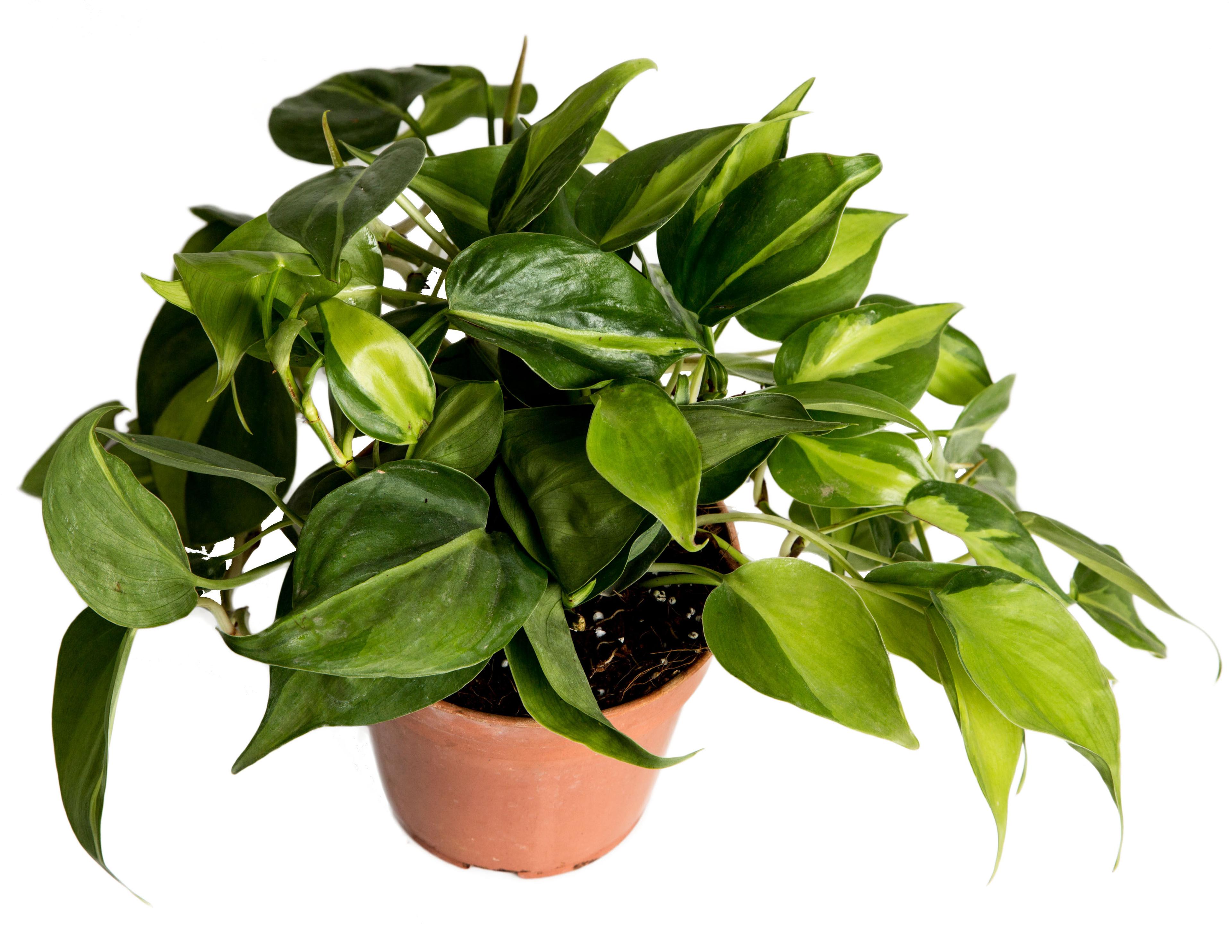 Nurturing Green Oxycardium Indoor Plant