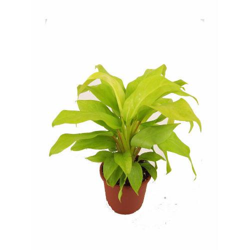 Philodendron Plastic Pot Plant