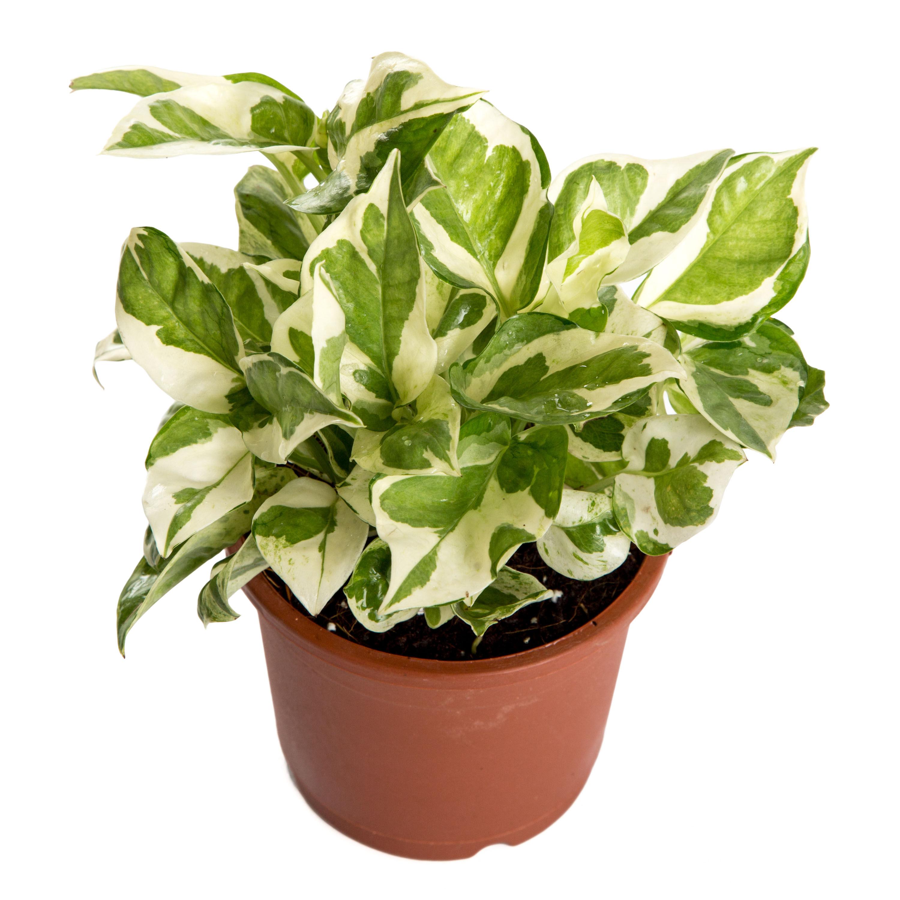 Nurturing Green Indoor Plant White Pothos Plastic Pot - Flaberry.com