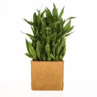 Lucky Bamboo 3 layer Marble Finish ceramic Pot Plant