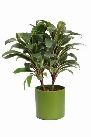 Nurturing Green Cordyline Green Pot Plant