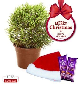 Nurturing Green Araucaria Plant Christmas Combo with Free Santa Cap