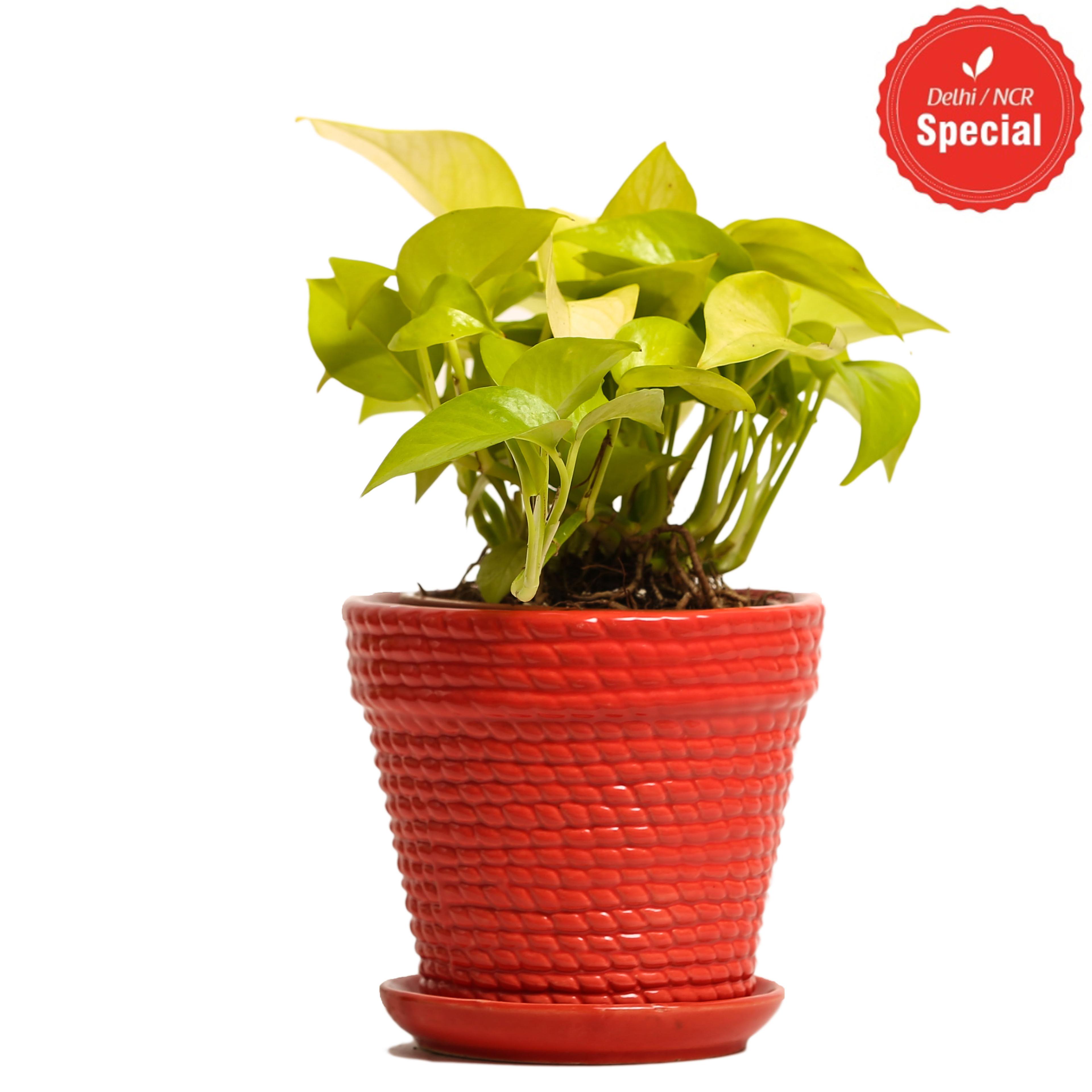 Indoor Plant Golden Pothos Red Ceramic Pot