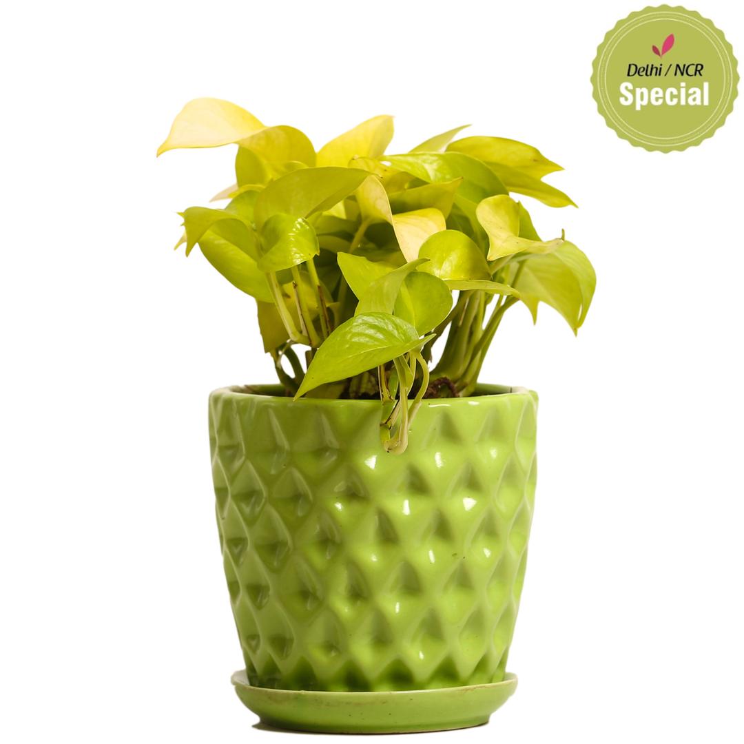 Indoor Plant Golden Pothos Green Ceramic Pot