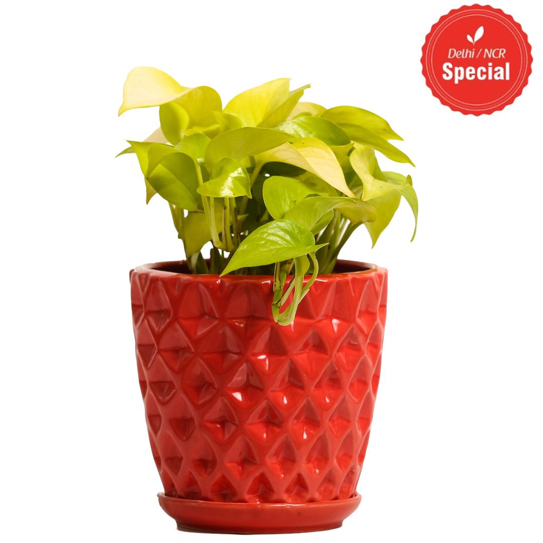 Indoor Plant Golden Pothos Red Ceramic Pot