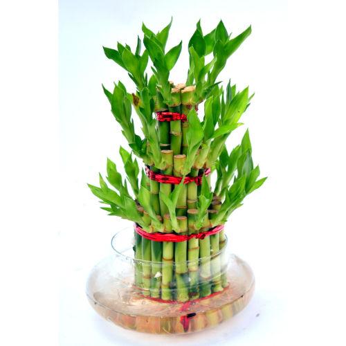 Luck Bamboo 3 layer Plant