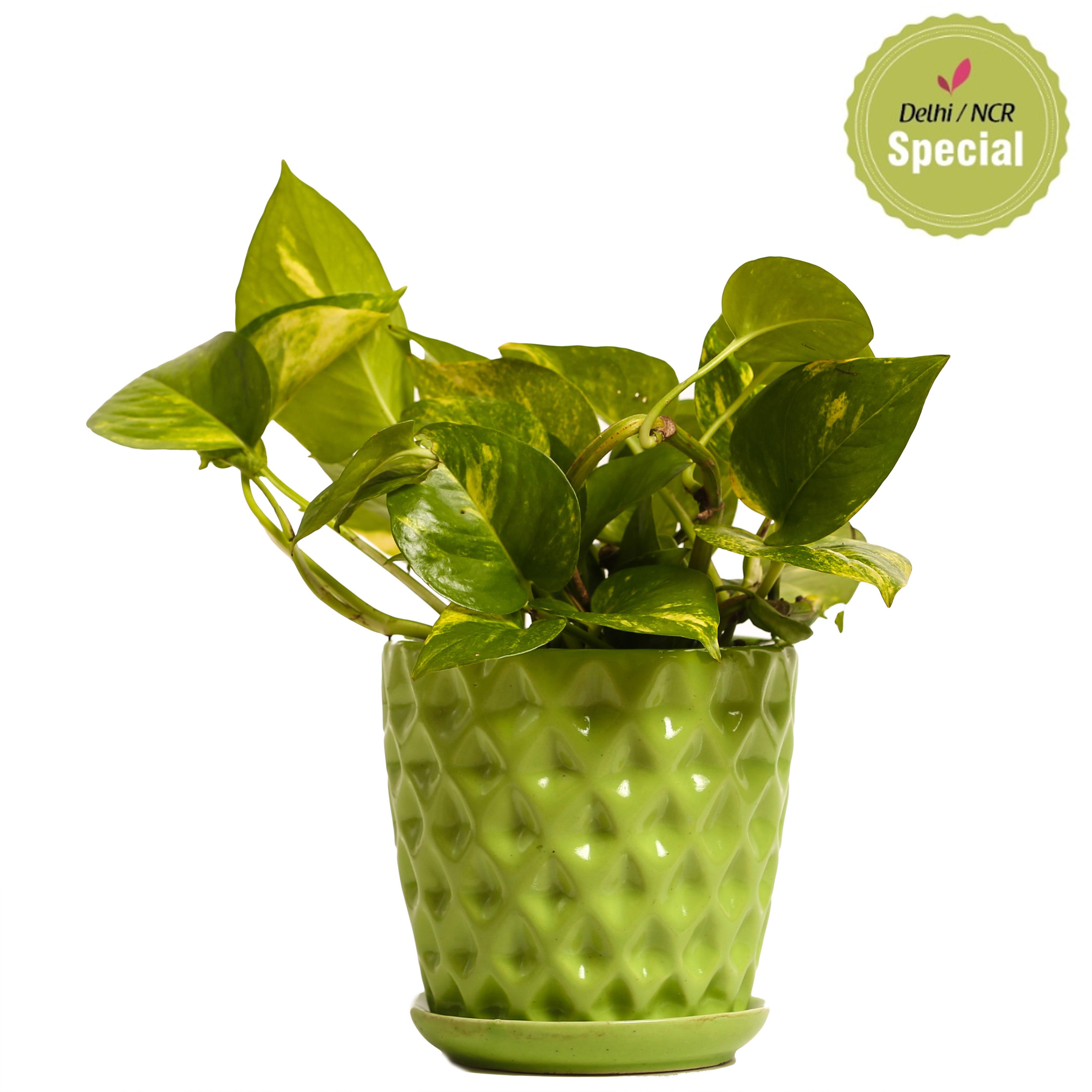 Indoor Hybrid Money Plant Green Ceramic Pot