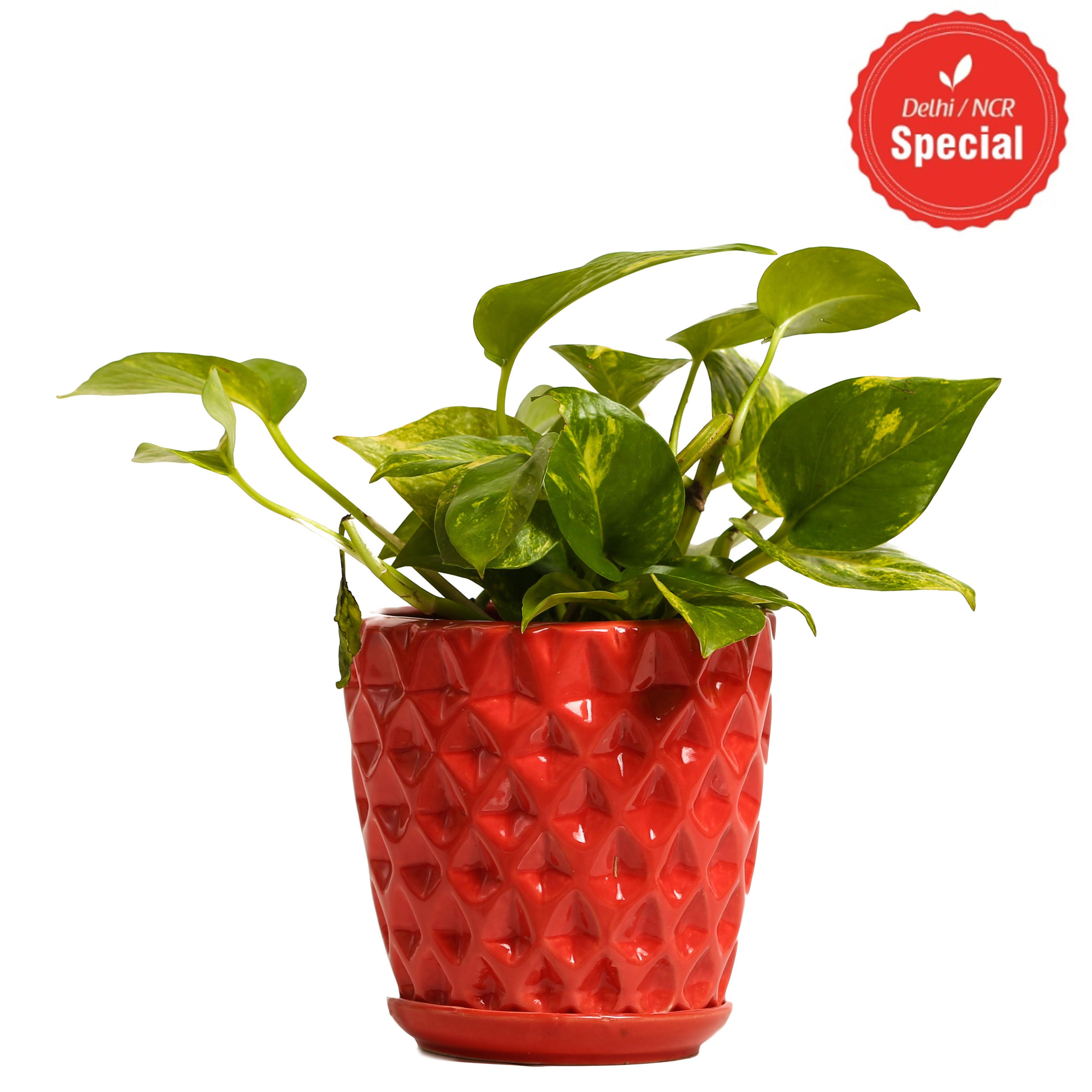 Indoor Hybrid Money Plant Red Ceramic Pot