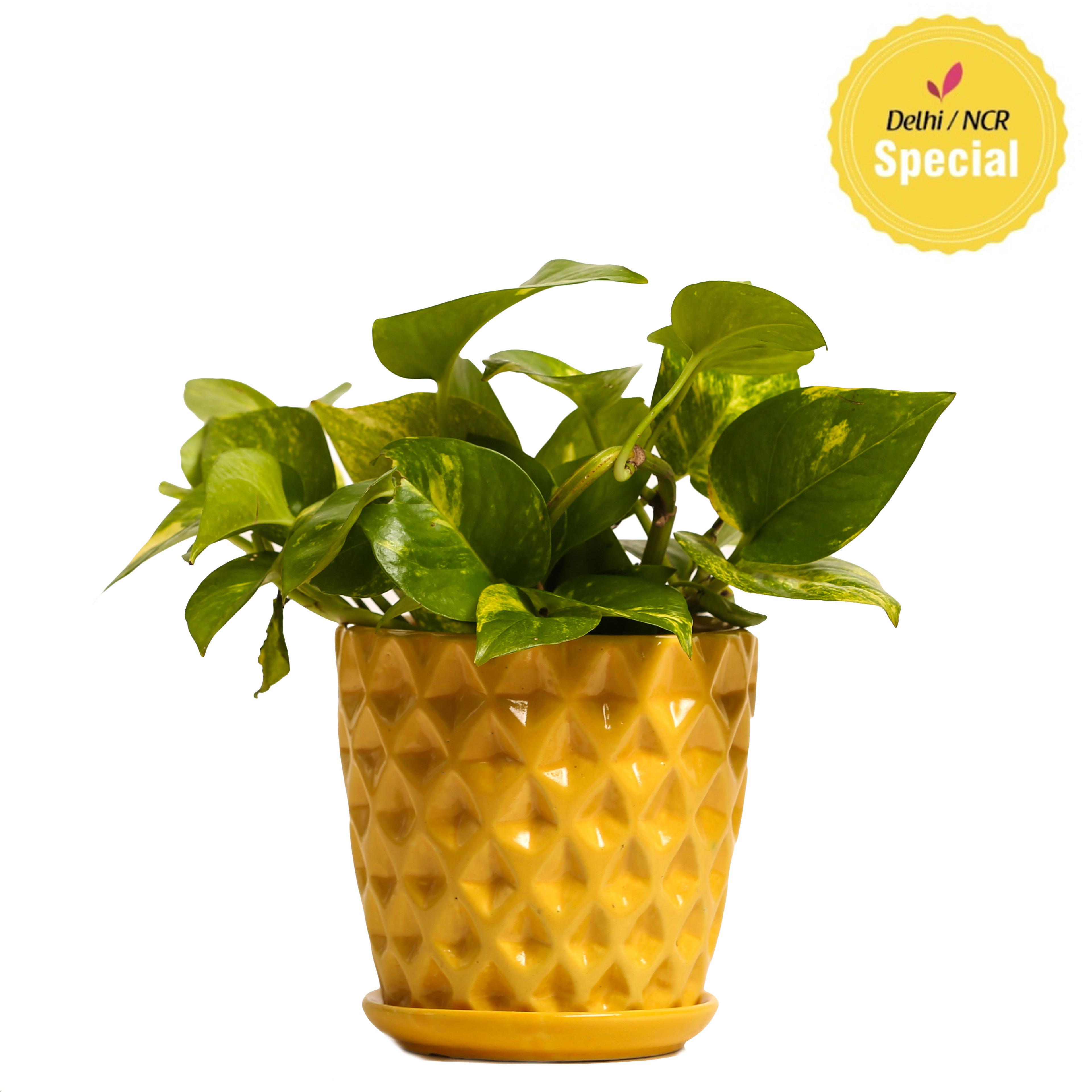 Indoor Hybrid Money Plant Yellow Ceramic Pot