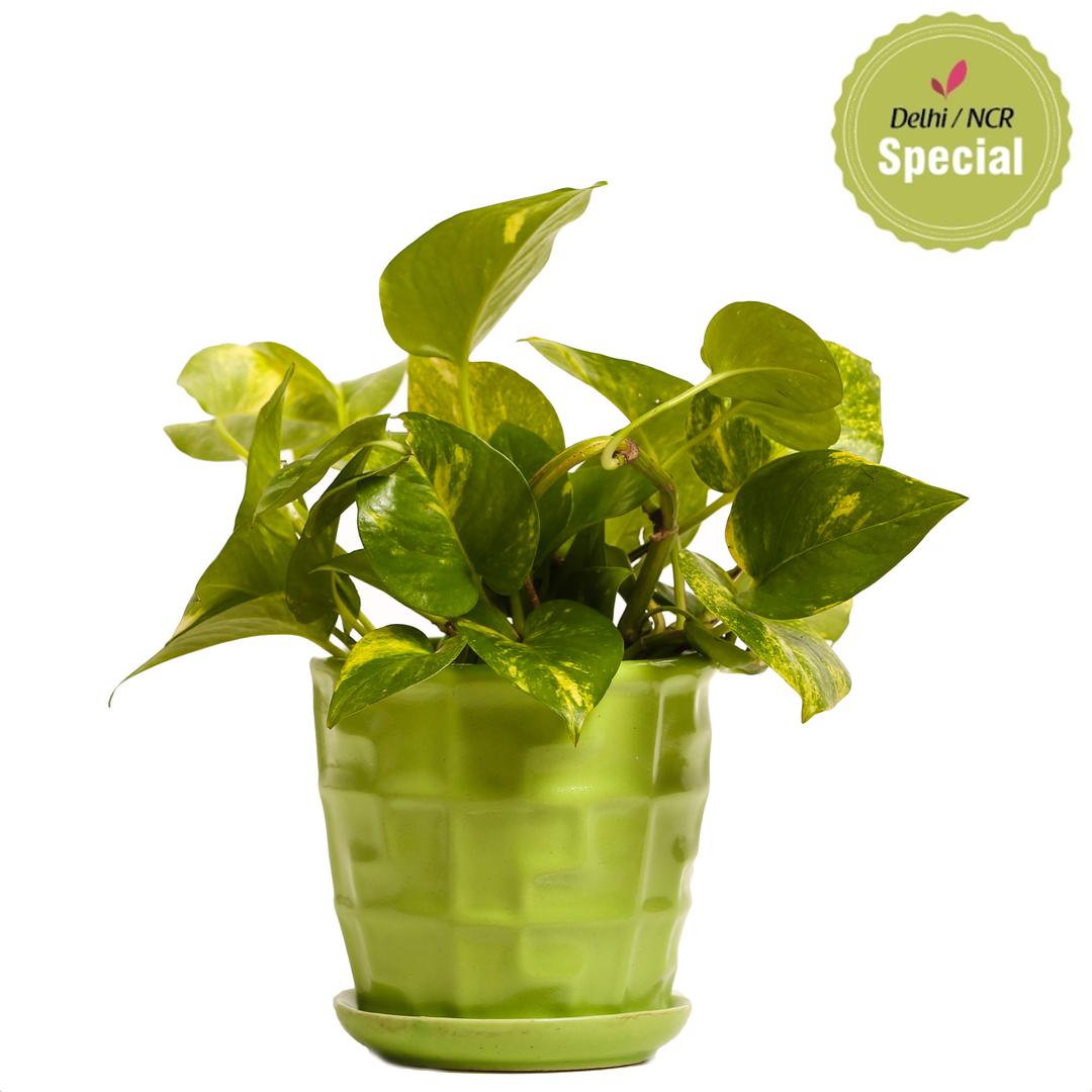 Indoor Hybrid Money Plant Green Ceramic Pot
