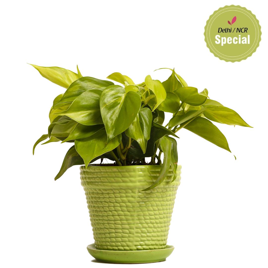 Indoor Plant Oxycardium Green Ceramic Pot