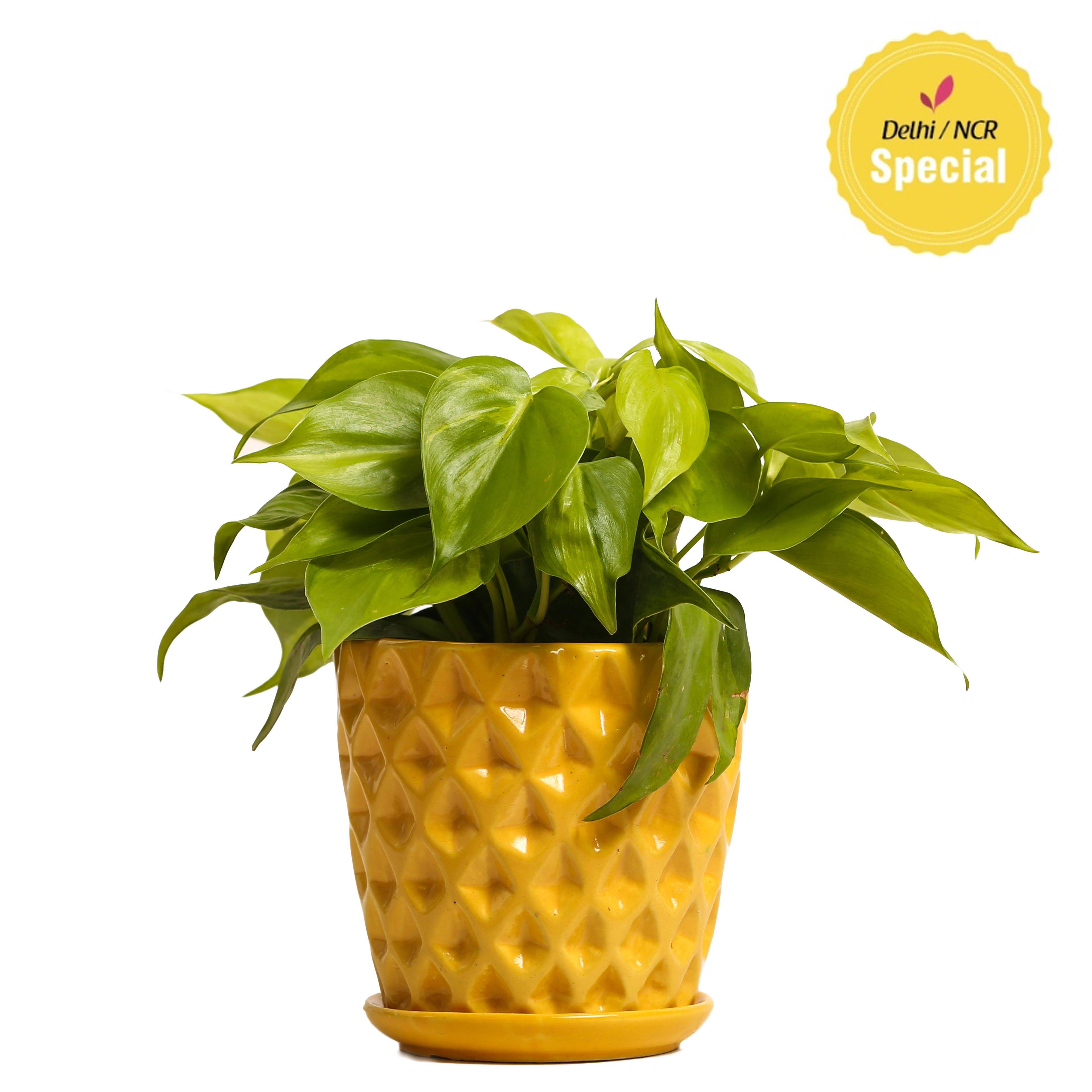 Indoor Plant Oxycardium yellow Ceramic Pot