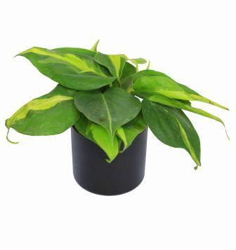 Nurturing Green Oxycardium Black Pot Plant