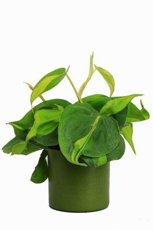 Nurturing Green Oxycardium Green Pot Plant