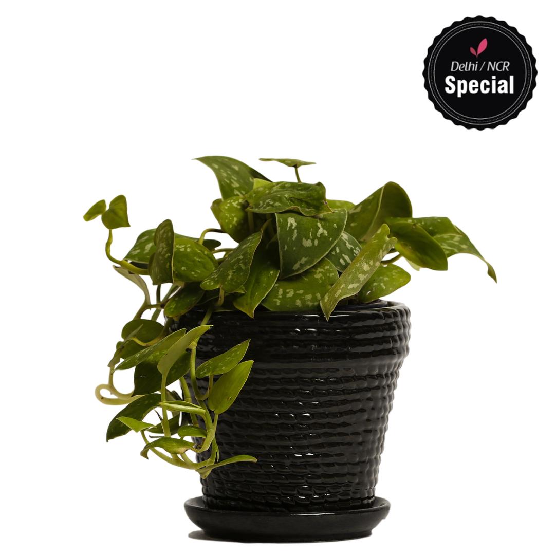Indoor Plant Silver Scindapsus Black Ceramic Pot