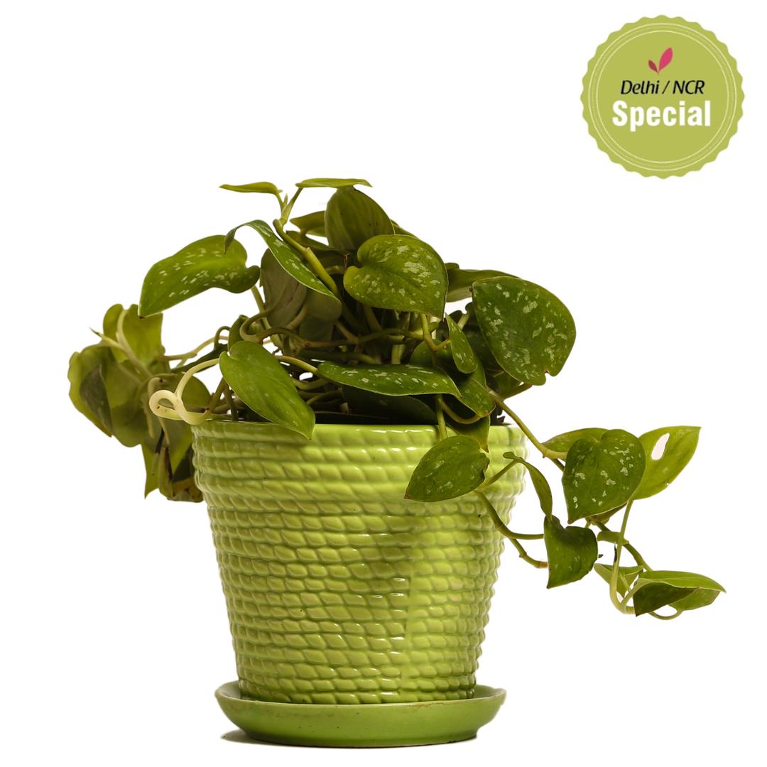 Indoor Plant Silver Scindapsus Green Ceramic Pot