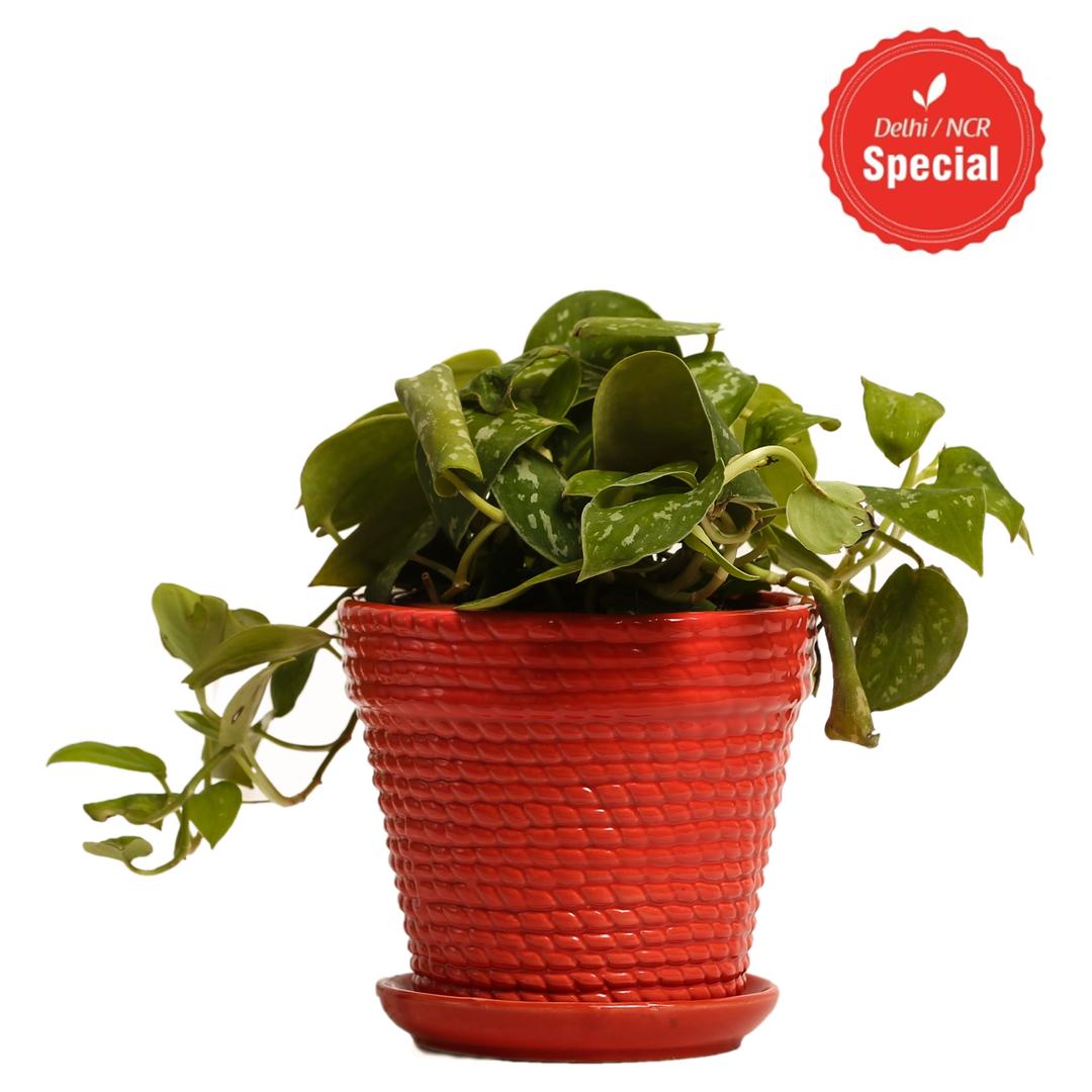 Indoor Plant Silver Scindapsus Red Ceramic Pot
