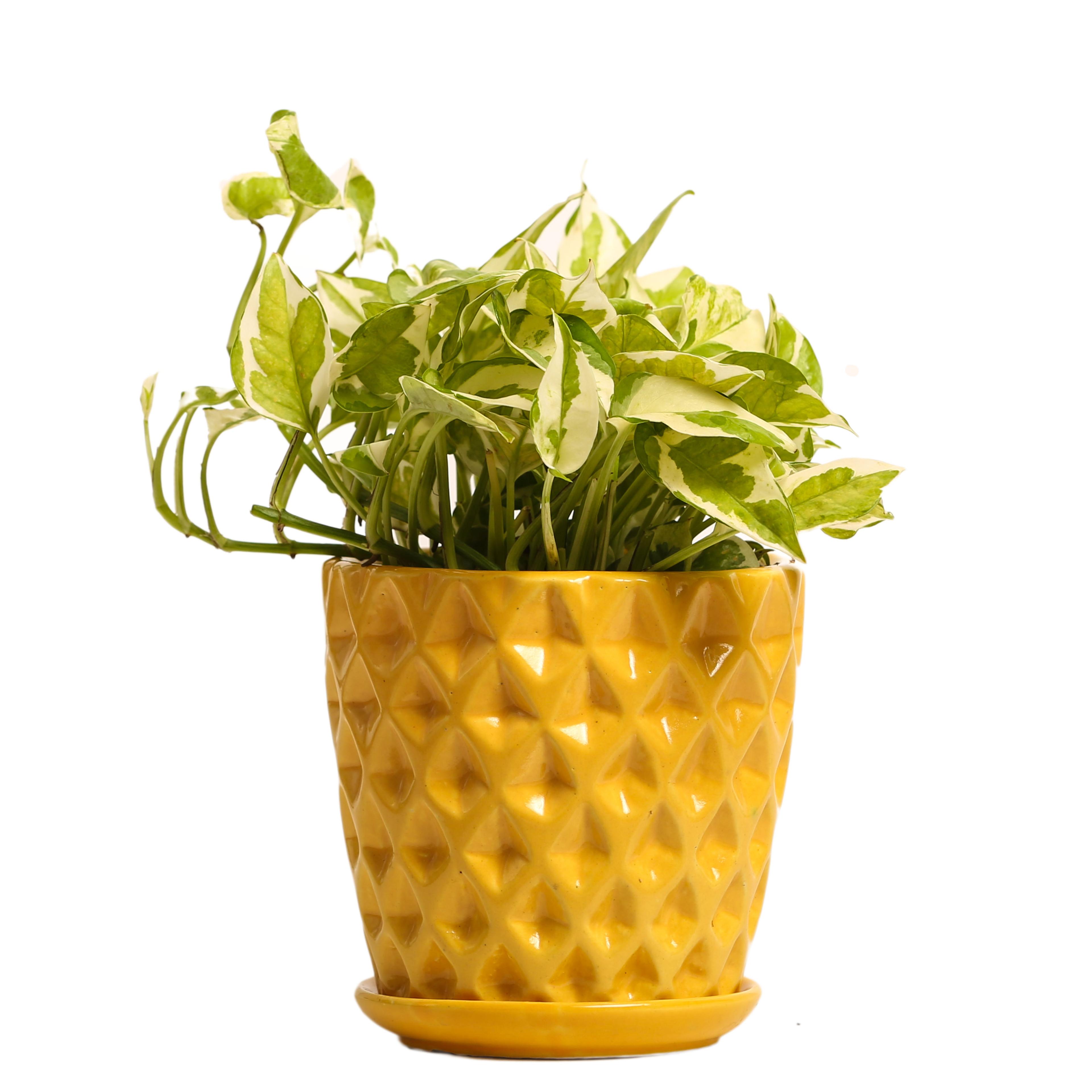 Indoor Plant White Pothos Yellow Ceramic Pot