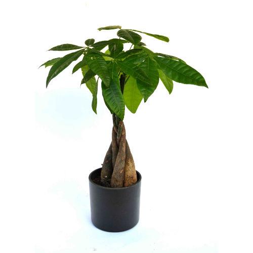 Money Tree Plant Breaded Black Fibre Pot