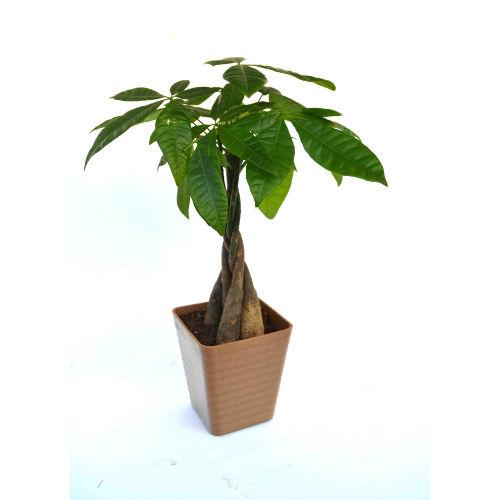 Money Tree Plant Breaded Brown Fibre Pot