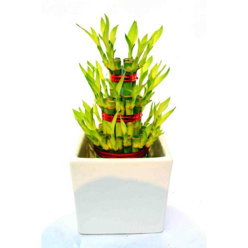 Lucky Bamboo 3 layer White ceramic Pot Plant