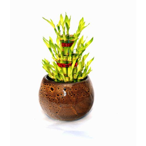 Lucky Bamboo 3 layer Plant Brown Round ceramic Pot