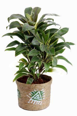 Nurturing Green Cordyline Brown Pot Plant