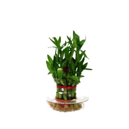 Lucky Bamboo 2 Layers Plant