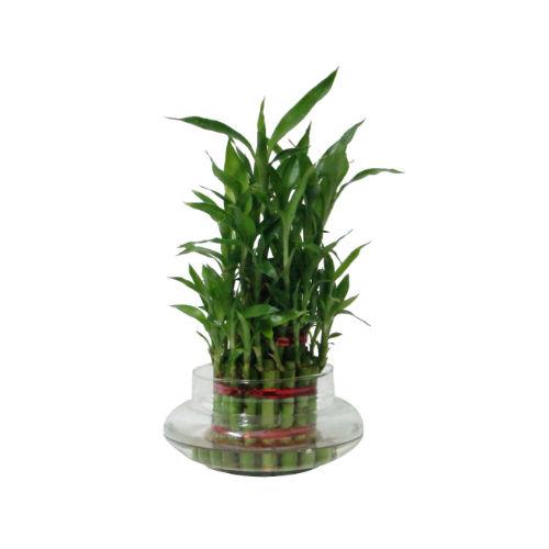 Lucky Bamboo 3 Layers Plant
