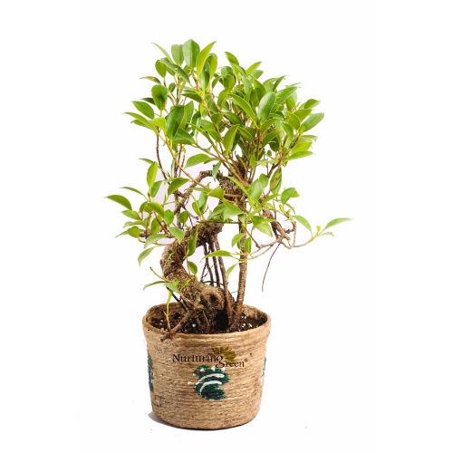 S Shape Ficus Bonsai Plant 5 years old Plant
