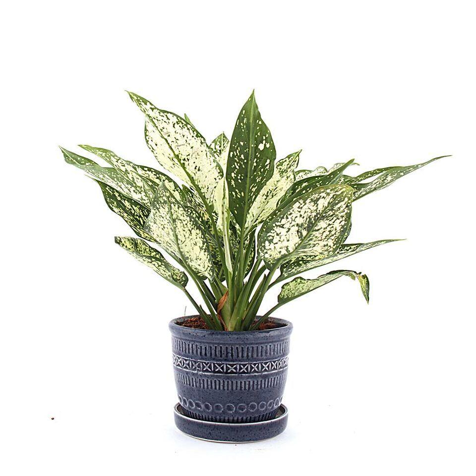 Traditional Pottery Green Aglaonema Plant Blue