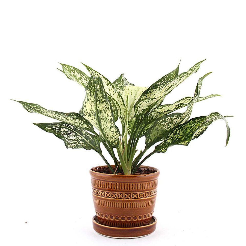 Traditional Pottery Green Aglaonema Plant Brown
