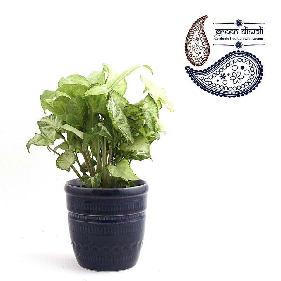 Traditional Pottery Syngonium Plant Blue