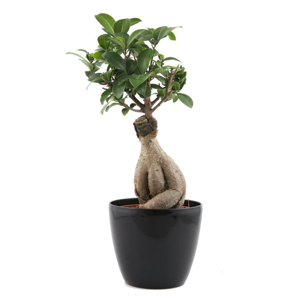 Striking Lite Ficus Bonsai Plant