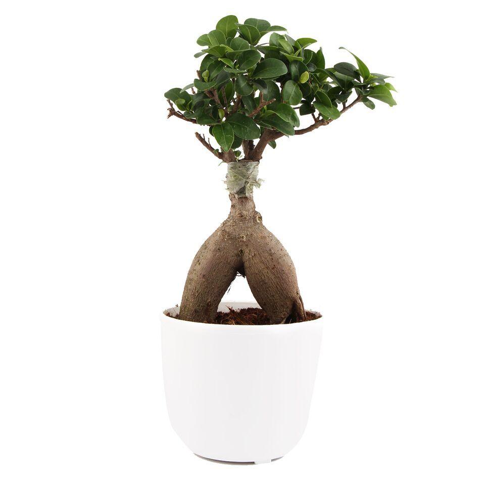 Creamy Lite Ficus Bonsai Plant