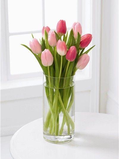 Love Tale Tulip Flower