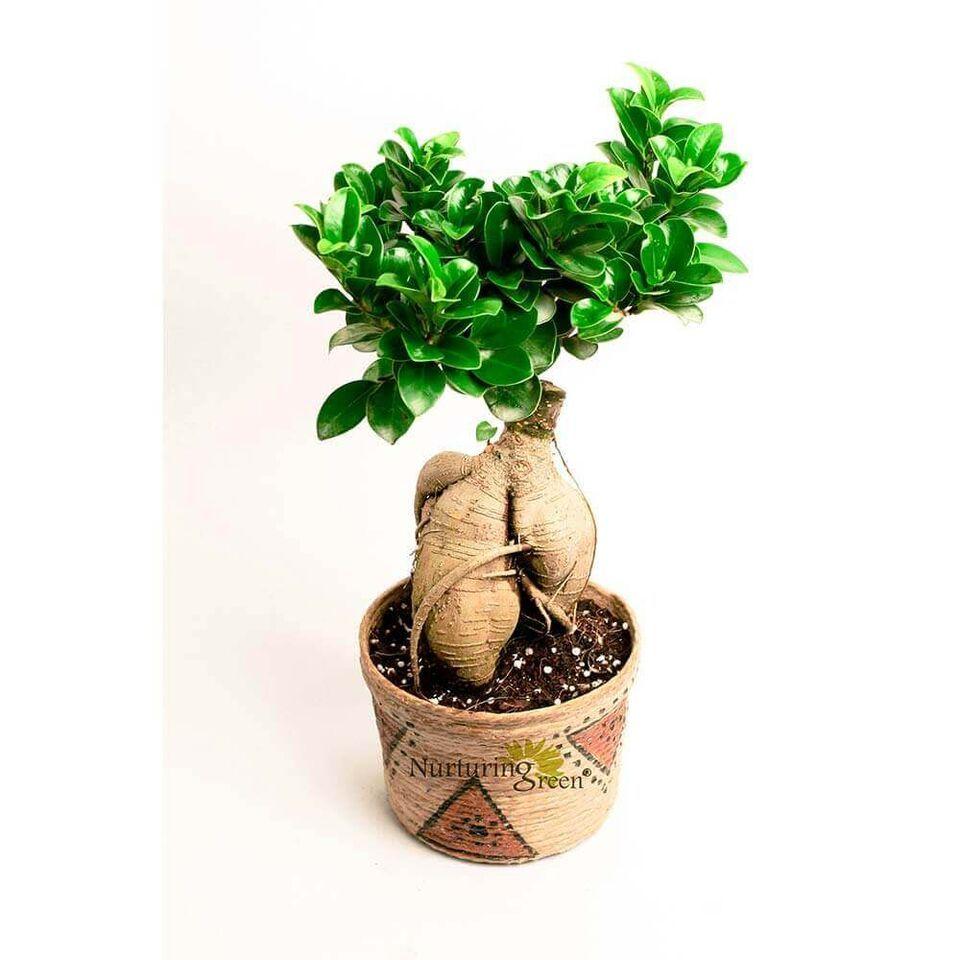 Nurturing Green All Natural 3 Years Old Ficus Bonsai Plant