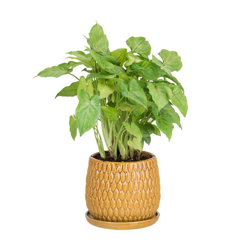 Light coffee colored pot with a ravishing syngonium chilli Plant