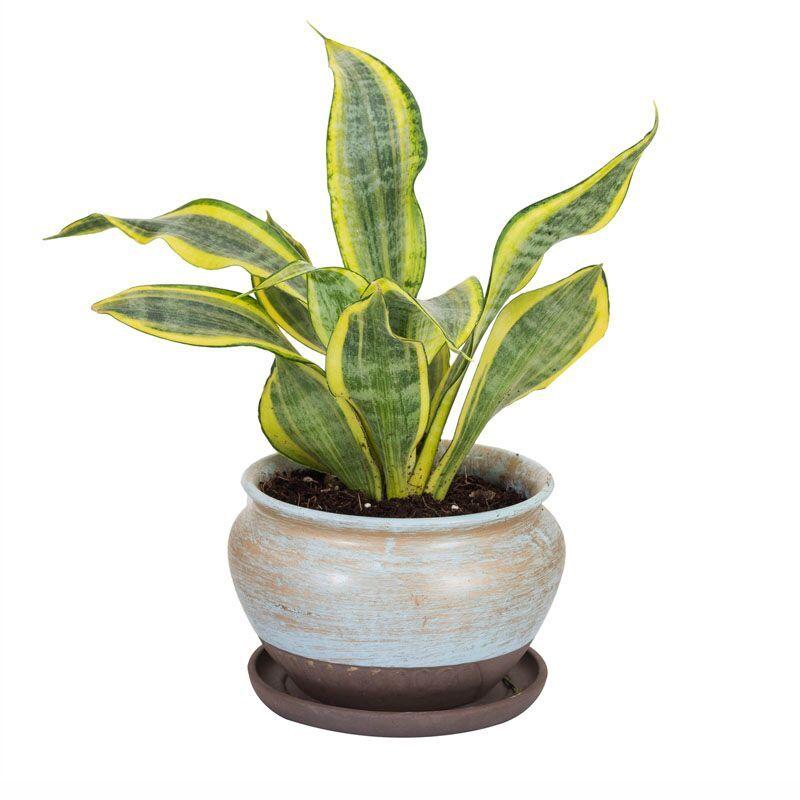 Albaster Rustic Potted Milt Foliage Plant