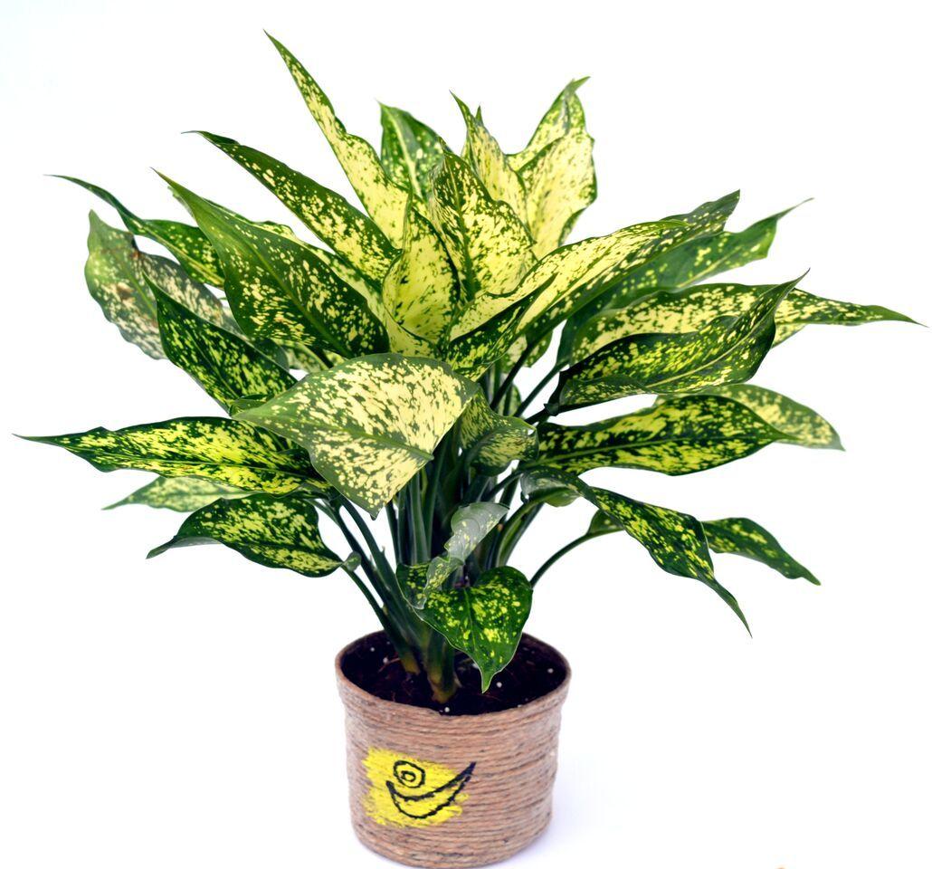 Green Aglaonema Plant in Jute Pot