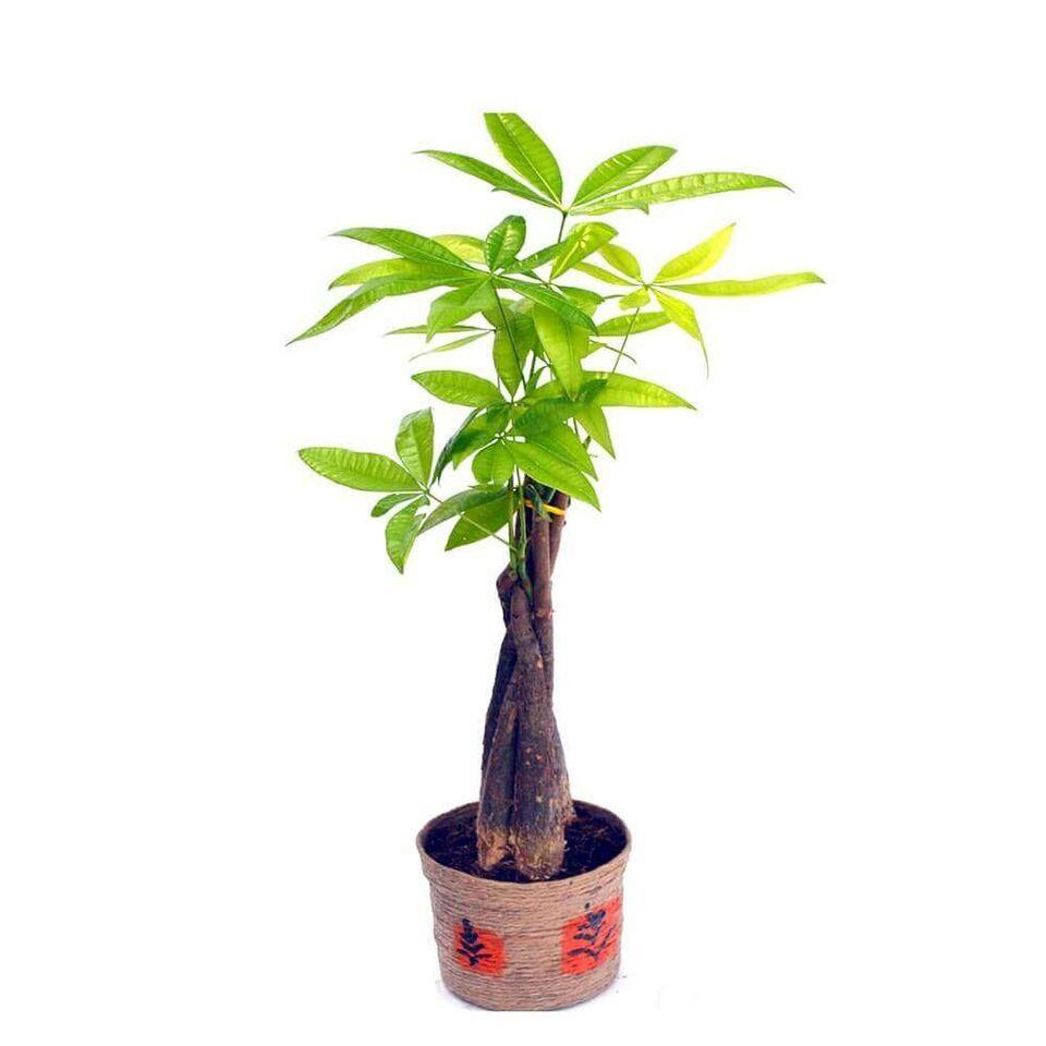 Braided Money Tree Plant in Jute Pot